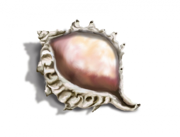 Creation of Shell And Branch: Step 5